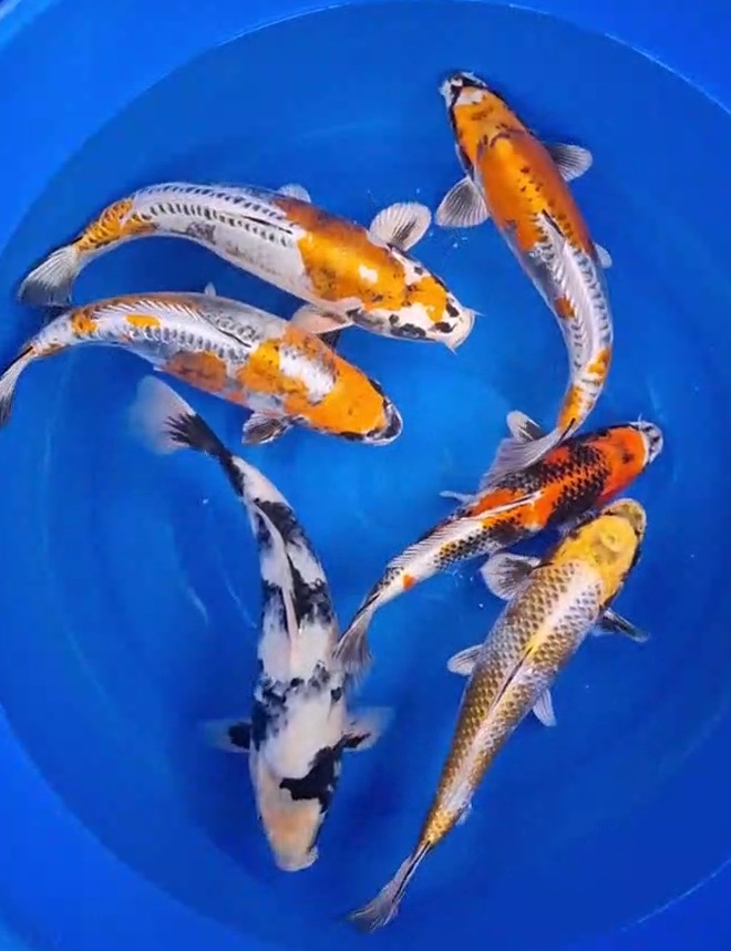 SV/K18YG ブラックトルマリakashiba Kawarimono Koi Group | Bristol Koi